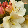 Big 1 Gallon Yellow to White Or Apricot Rhododendron Plants Live, 1-3 Years Old Azalea Plants Live Shrubs Bushes for Planting, Very Well Rooted