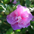 Lavender Rose of Sharon Plant Live 4 Inch Container, Hardy Hibiscus Plant Live for Planting, Althea Hibiscus Syriacus Flowers