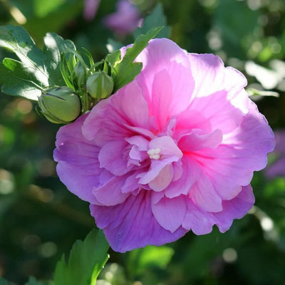 Lavender Rose of Sharon Plant Live 4 Inch Container, Hardy Hibiscus Plant Live for Planting, Althea Hibiscus Syriacus Flowers