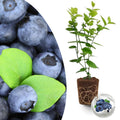 Early Ripening Blueberry Plant Live for Planting, Blueberry Bushes for Planting, 4"-7" Cold Hardy Blueberries Southern Highbush
