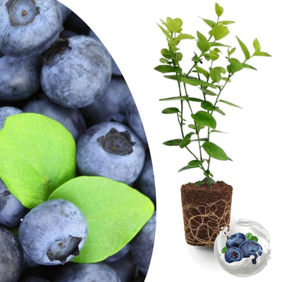 Early Ripening Blueberry Plant Live for Planting, Blueberry Bushes for Planting, 4"-7" Cold Hardy Blueberries Southern Highbush