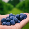 Blueberry Bushes Plant Live, Northern Highbush Blueberry Plants Live for Planting, Edible Blueberries Seelings from 4 to 7 Inches Tall, 4 Inches Pot