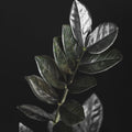 2 ZZ Plants, Black ZZ Trees Live Plants, Houseplant from 4 to 6 Inc Tall, Home Decor