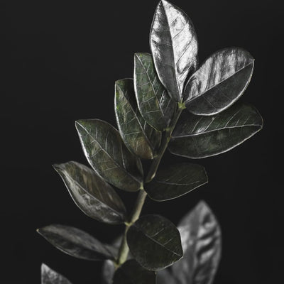 2 ZZ Plants, Black ZZ Trees Live Plants, Houseplant from 4 to 6 Inc Tall, Home Decor