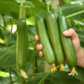 2 Green Cucumber Plants Live for Planting, Live Cucumber Plants for Planting, 4 to 7 Inches Tall Vegetable Plant