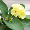 Yellow Crown of Thorns Plant Live, Euphorbia Milii Plant Live Potted 4 Inc, Cactus Plants Live Houseplants