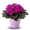 African Violets Plant Live in 4'' Pot, Fast-bloming Indoor Outdoot Flowering Plant with Vibrant Blooms (Blue African Violet)