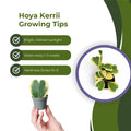 Hoya Kerrii Plant, Variegated Hoya Plant Live Houseplants in 4'' Pot, Well Rooted for Growing Indoor Outdoor