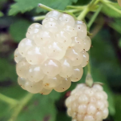 Snow BlackBerry Plant Live for Planting 5 to 9 Inch Tall, Thornless BlackBerry Bush Live Plant to Grow