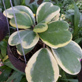 Hoya Kerrii Heart Plant, Variegated Hoya Plant Live Houseplants 2 Inches Potted to Plant Indoor