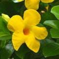2 Yellow Mandevilla Plants Live, Mandevilla Live Plant for Garden, 4 Inc to 7 Inc Tall, Mandevilla Live Plant Pot, Live Mandevilla Vine Plants