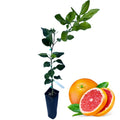 Ruby Red Grapefruit Tree Live Plant in Pot, 1 to 3 Ft Tall, Live Pomelo Tree for Growing