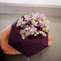 Callisia Repens Plant Live, Pink Turtle Vine Plant, Pink Callisia Repens Live Succulents Plant, House Plants Live 2 Inch Pot for Planting