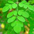 2 Moringa Live Trees Plants, Malunggay Oleifera Moringa Live Tree, 4 Months Old Well Rooted, 6 to 8 Inches in Tall