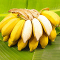Basjoo Banana Plants Live for Planting - Musa Banana Trees Live Plants in 2.5" Pot, Tropical Fruit, Cold Hardy, Year-Round Harvest
