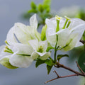 White Bougainvillea Plant Live, Bougainvillea Flowering Plant Perennial, Rooted Bougainvilleas Trees Starter 6-8 Inches