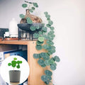Hardy Stephania Cephalantha Plant, in 3.5" Pot, Caudex with Growth Starter, Unique Rare Succulent Vine Houseplant for Pots and Displays