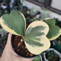 Hoya Kerrii Heart Plant, Variegated Hoya Plant Live Houseplants 2 Inches Potted to Plant Indoor