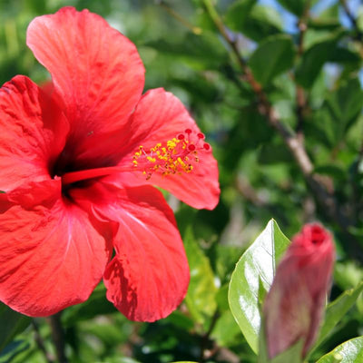 3 Hardy Hibiscus Plants Live, Red Hibiscus Flowers Plant, Hibiscus Live Plant, 5 to 7 Inc in Height Seedling, No Pot