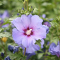 Hibiscus Rose of Sharon Plant Live, 4" Potted Althea Syriacus Flowers for Spring Planting, Hardy Shrub with Vibrant Blooms (Light Purple)