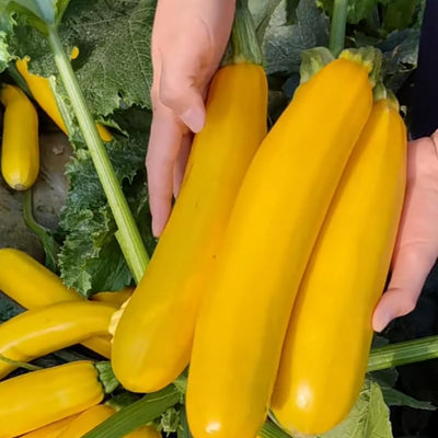 2 Yellow Zucchini Plants Live for Planting, Squash Plants Live for Planting, 4 to 6 Inches Tall