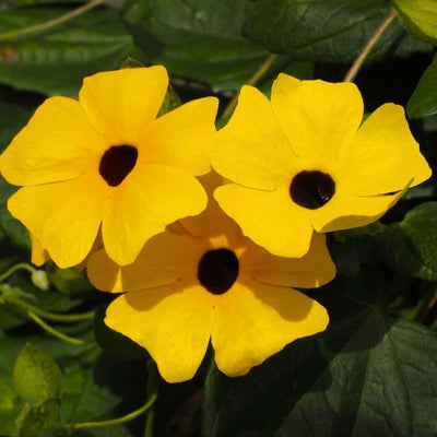 Thunbergia Plant Live, Thunbergia Flowering Vine Perennial, Indoor Outdoor Planting 3-6 Inches
