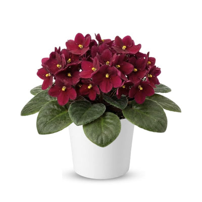 Red African Violets Live Plants in Pots, Live African Violet Plants House Plant for Indoor Outdoor Décor, 4" Pot, Well-Rooted and Year-Round Blooming
