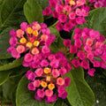 2 Lantana Plants Live, Lantana Live Plants for Planting Outdoors, Perennial Plants, Well Rooted, Pink Lantana