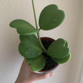Hoya Kerrii Heart Plant, Green Hoya Plant Live Houseplants 2 Inches Potted to Plant Indoor