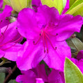 Big 1 Gallon Pink Purple Rhododendron Plants Live, 1-3 Years Old Azalea Plants Live Shrubs Bushes for Planting, Very Well Rooted