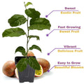 2 High Yield Passion Fruit Plants Live, Red Climbing Passion Vine Tree Live Plant for Outdoor Growing, 5-9" in Tall, Fast Growing Perennial Sweet and Edible Fruits
