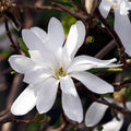 Star Magnolia Tree Live Plant, Magnolia Plant Live 6 to 12 Inches Tall, in 2.5 Inches Pot, White Magnolia Bush Fragrant Magnolia Flowers