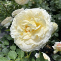 Creamy White Rose Plant Live for Planting, Rebloomer Fragrant Climbing Rose Bushes Plant Live, Roses for Planting, Starter Size, 4 to 10 Inc Tall