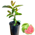 Sweet Pink Guava Trees Live Plants, 7 Months Old Seedlings Well Rooted for Growing, 5-10 Inc in Tall in 4 Inc Pot