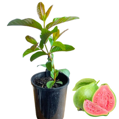 Sweet Pink Guava Trees Live Plants, 7 Months Old Seedlings Well Rooted for Growing, 5-10 Inc in Tall in 4 Inc Pot