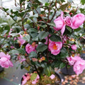 Camellia Plants Live, Rare Camellias Tree Live Plant, Vibrant Flower Shrub, Well-Rooted in Pot, Indoor Outdoor Flowering Zones 7-10 (Deep Pink)