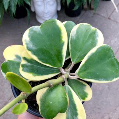 Variegated Heart Leaf Hoya, Hoya Kerrii Plant Live 4 Inch Pot, Indoor Houseplant to Grow in Container or Hanging Basket