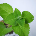 4 Green Cuban Oregano Plants Live, 5 to 7 Inches Tall, Mexican Mint Spanish Thyme Live Plant Well Rooted for Home Garden, Without Pot