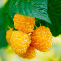 Pack 2 Raspberry Plants Live for Planting, Cold Hardy Raspberry Trees Live Plants, 4 to 9 Inches Tall, Sweet Berry Fruits Seedlings (Fall Gold Raspberry)