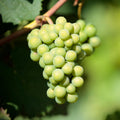 Grape Vine Live Plant to Grow 1-2 Year Old, Sweet Grape Plant Live for Growing, Grape Fruit Well Rooted Plant Bareroot (Green Grape)