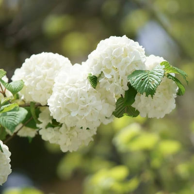 Viburnum Tree Live Plant Shrub in Pot, 8 Months Old Bush Ready to Grow Ready to Grow Outdoor Fragrant, 6-12"