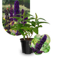 Potted Butterfly Bush Live Plant, 5-9" in Tall, Cold Hardy, Spring Outdoor PlantingBlooms Summer to Fall, Dormant in Winter (Violet Buddleia Plant)