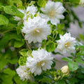 White Clematis Live Plant in 2.5" Pot, Flowering Climbing Clematis Vine Starter for Outdoor Garden and Trellis, Well Rooted