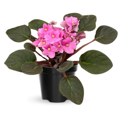 Pink African Violets Live Plants, African Violet Plant, 4 Inc Pot