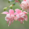 Fuchsia Plants Live, Fuchsia Plants, 3 to 5" Tall Starter Plug, Hardy Perennial Flowers Plant for Planting, Hanging Basket, Colorful Plant