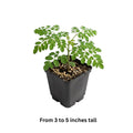 Moringa Oleifera Plant, Moringa Tree Live in Pot, 4-8 Inches Tall