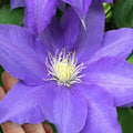 Clematis Vine Plants Live in Pot, 8 Months Old Seedlings Climbing Flowering, Outdoor Trellis Fences, Cold Hardy (Blue Clematis)