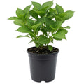 Blue Hydrangea Bush Live Plant, Cold Hardy Flowering Shrub, 1-1.5 Ft Tall