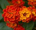 Lantana Live Plant for Planting Outdoors, Set 2 Live Lantana Plants, 4 to 7 Inch Tall, Lantana Perennial Plants, Ready to Plant, Red