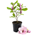 Magnolia Tree Live Plant for Planting, Magnolia Flowers Bush 6 to 12 Inches Height, in Pot, Fragrant Magnolia Shrub (Saucer Magnolia)